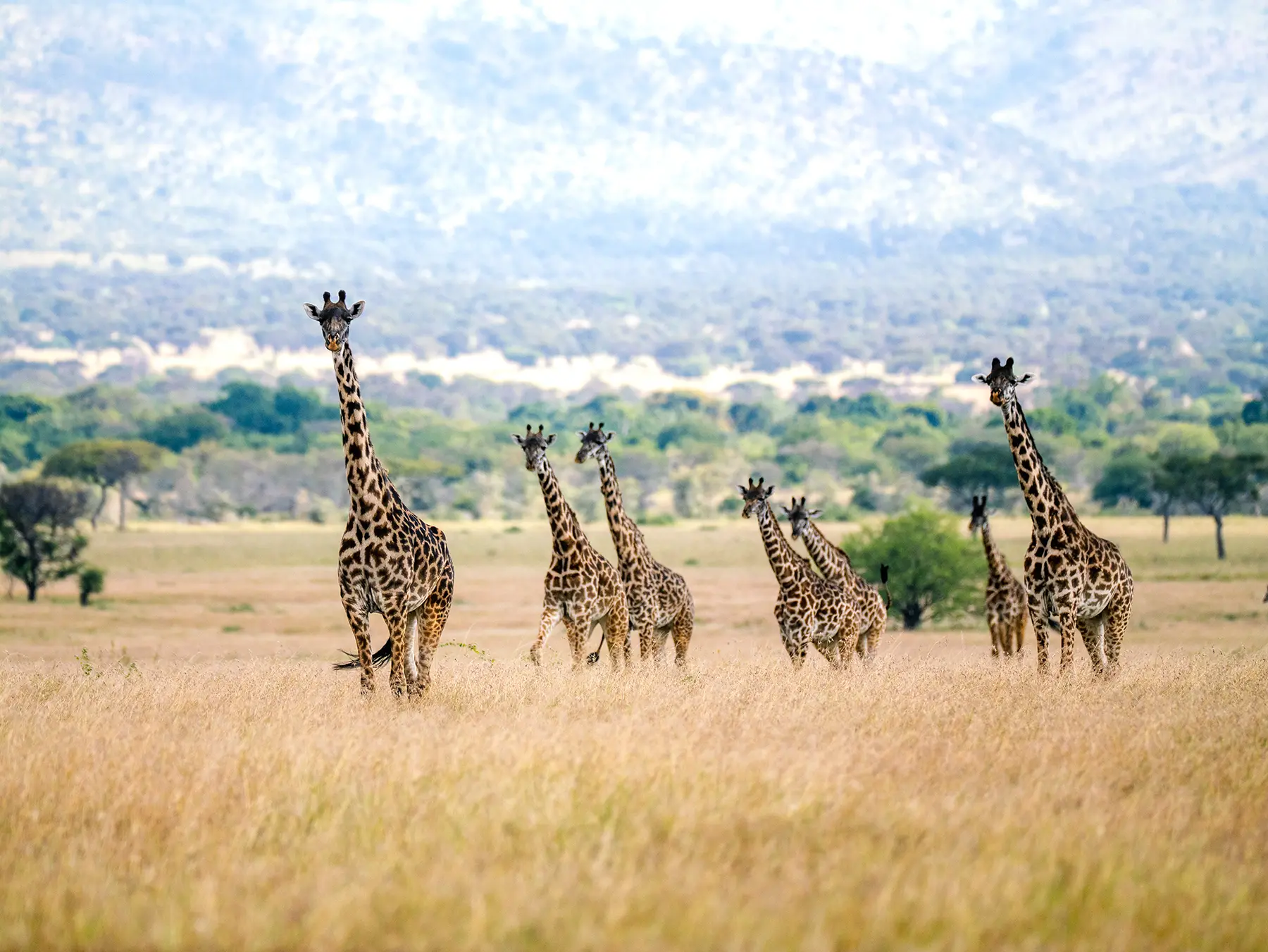 Maasai giraffes walking across open golden grassland below wooded hills on safari in Serengeti National Park, Tanzania