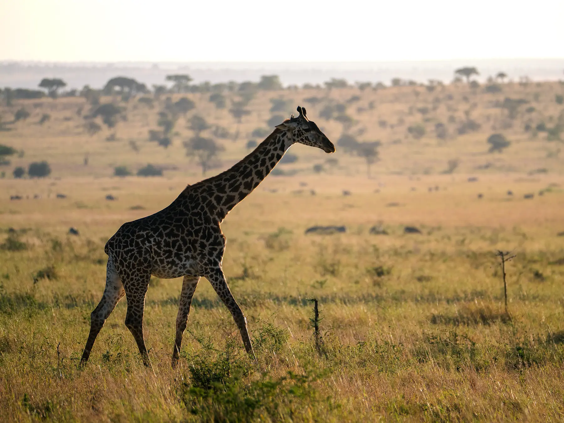 Maasai giraffe walking across open plains with scattered trees behind on safari in Serengeti National Park, Tanzania