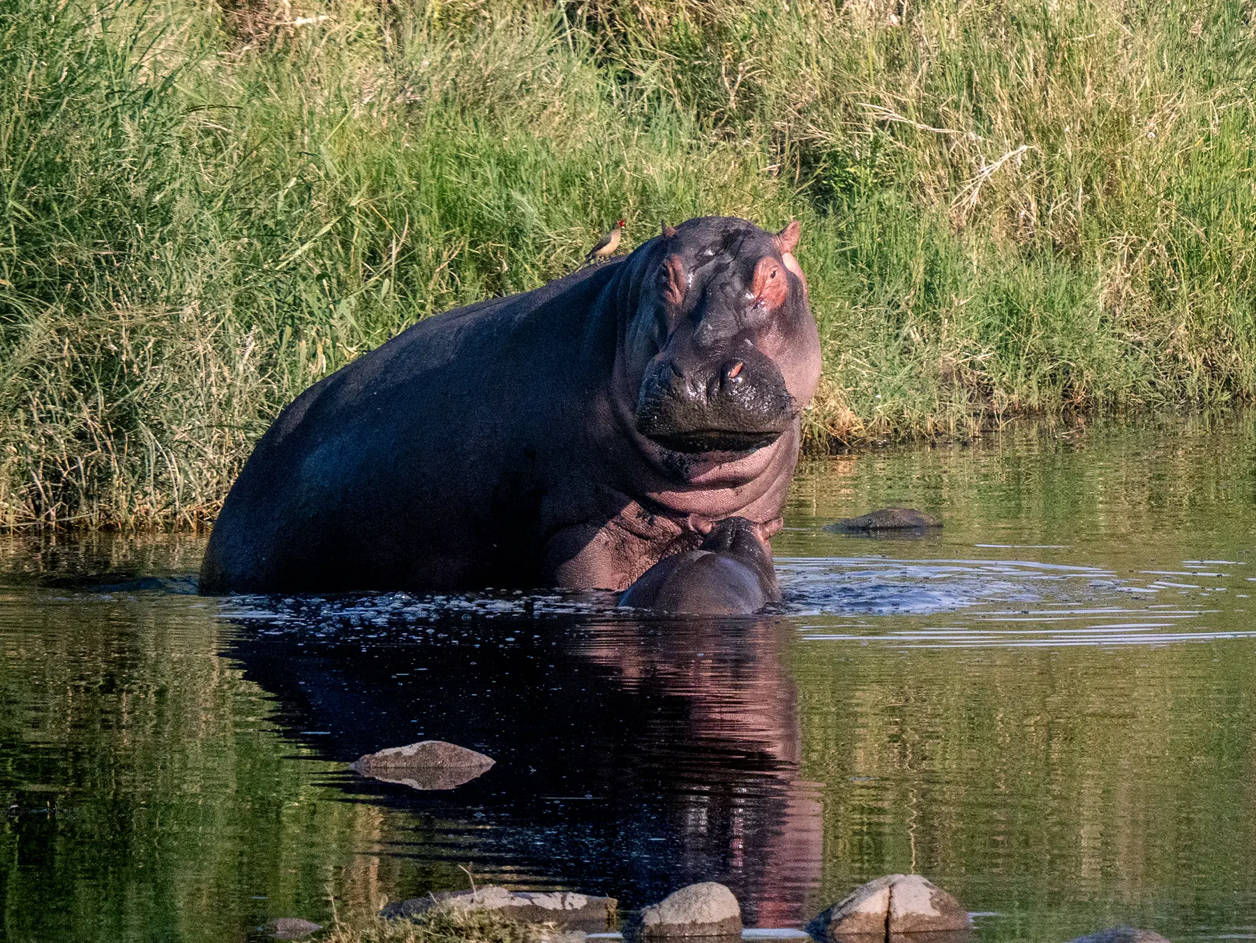 Common hippo head raised beside a calf tucked in front, both in shallow water, on safari in Serengeti National Park, Tanzania