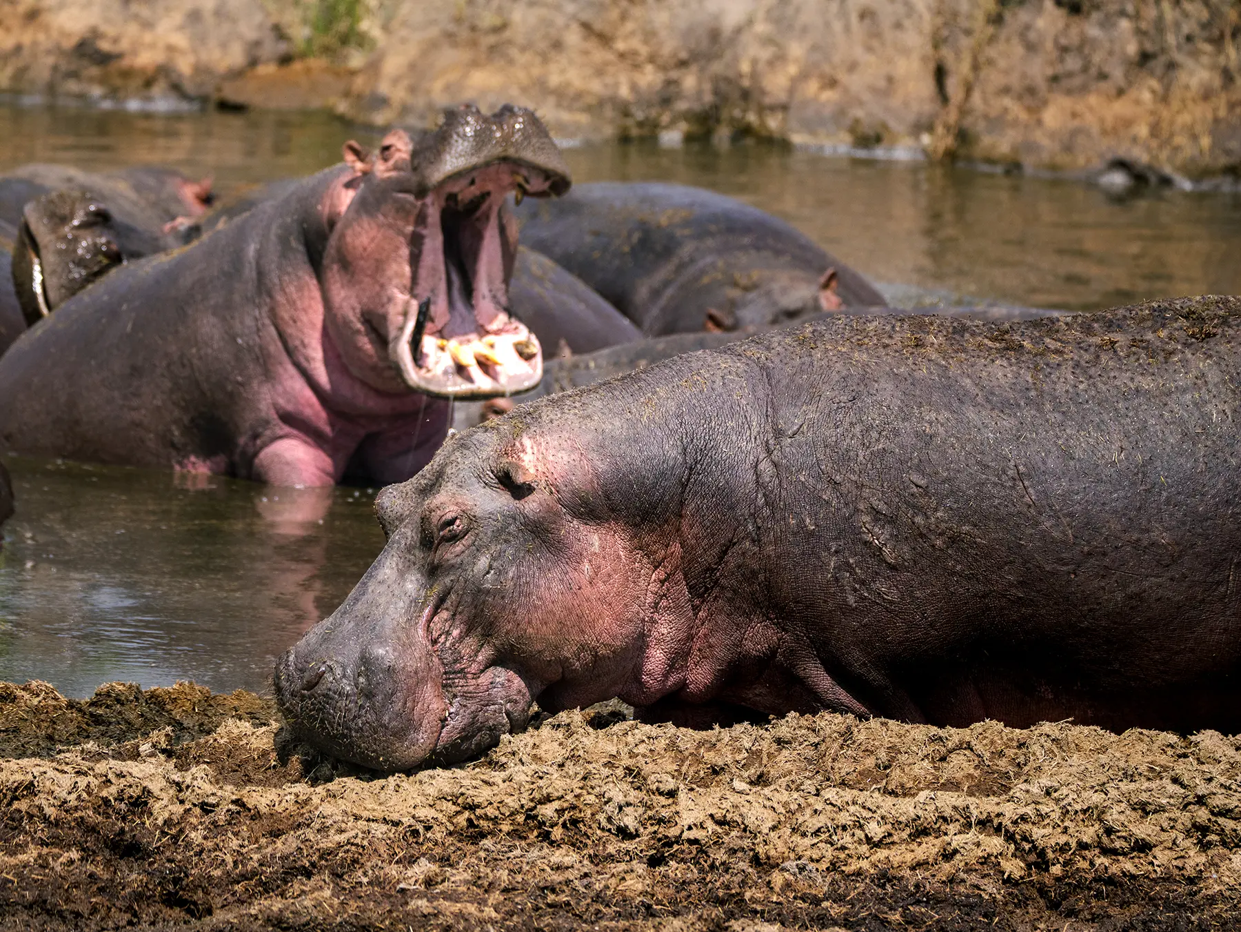 Several common hippos partly submerged, one with jaws stretched wide open, on safari in Serengeti National Park, Tanzania
