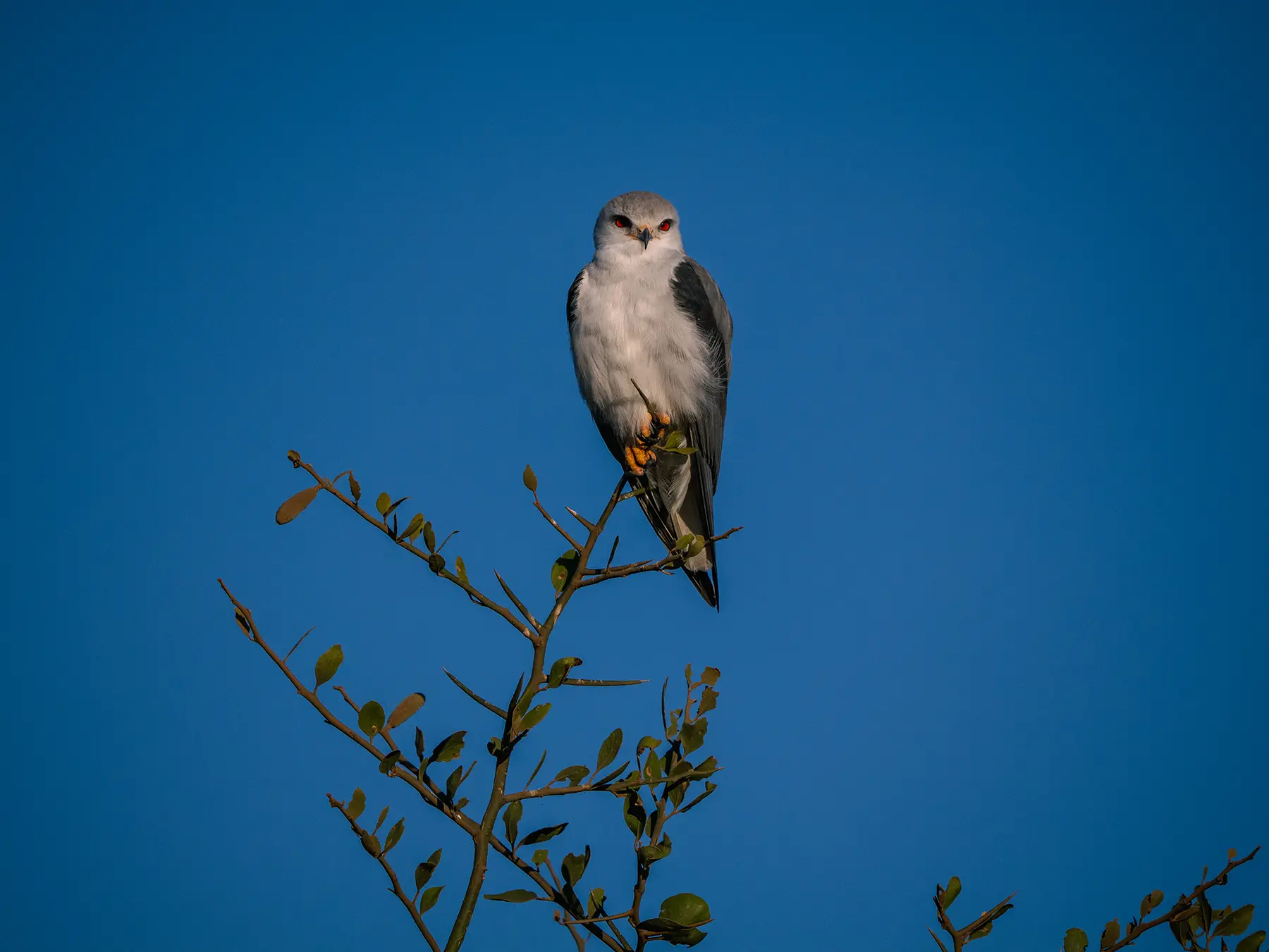 black-shouldered kite perched on a thorny twig against deep blue sky on safari in Serengeti National Park, Tanzania