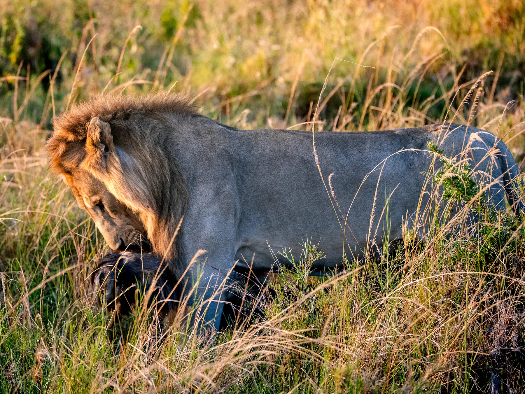A male lion dragging a kill, on safari in Serengeti National Park, Tanzania
