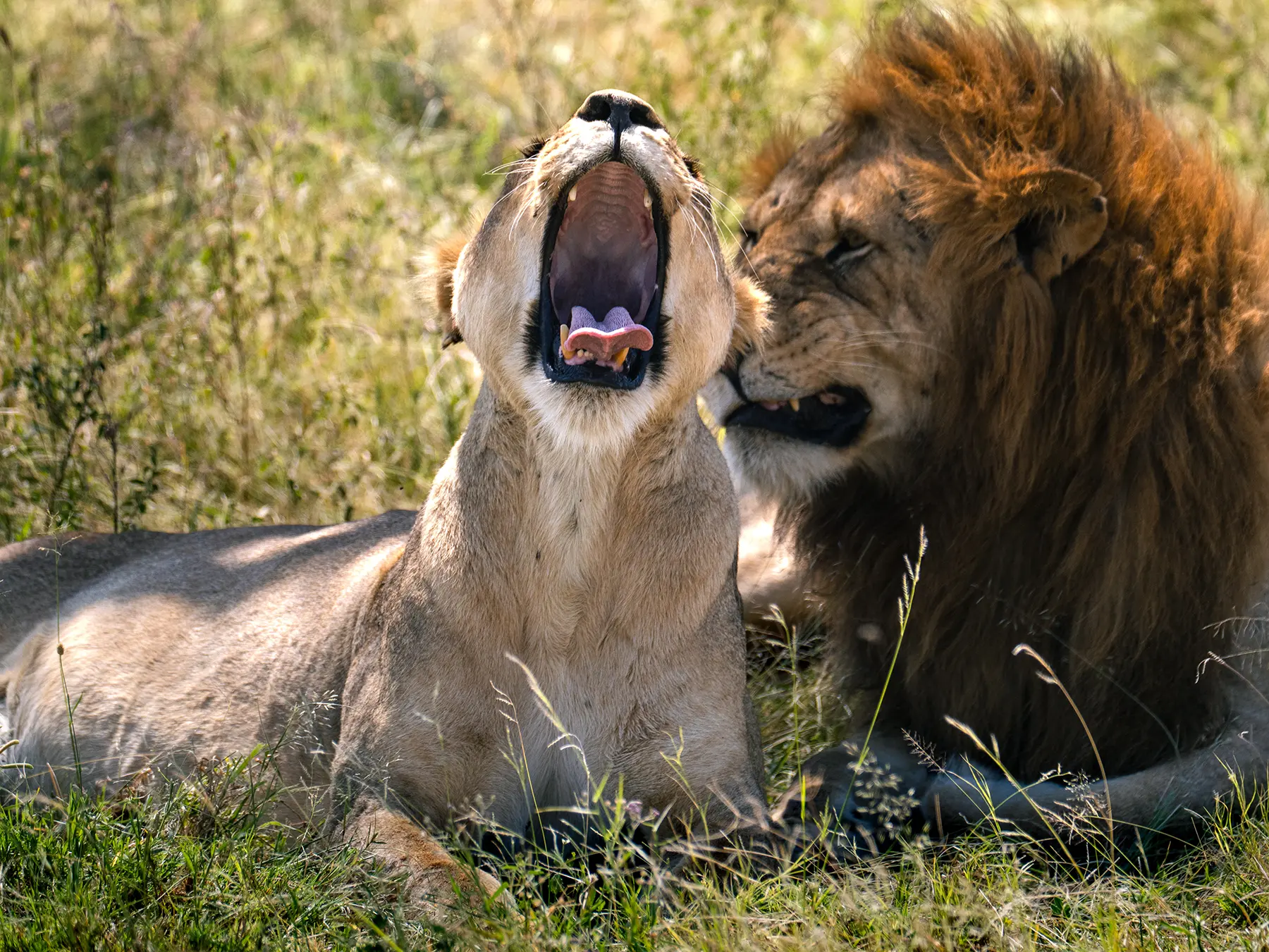 Lioness yawning beside a male lion lying together in green grass on safari in Serengeti National Park, Tanzania