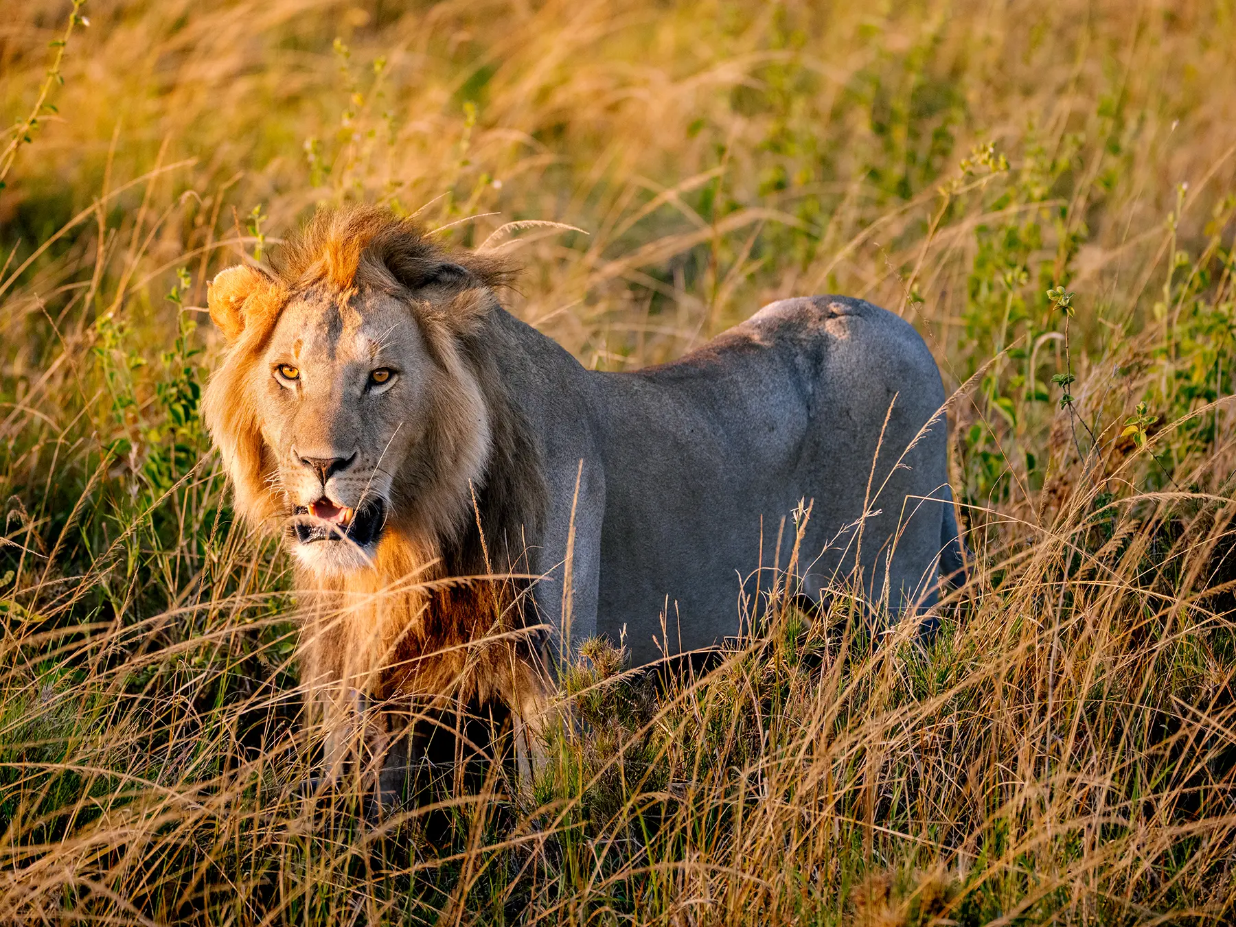 Male lion standing in tall grass looking towards the camera on safari in Serengeti National Park, Tanzania