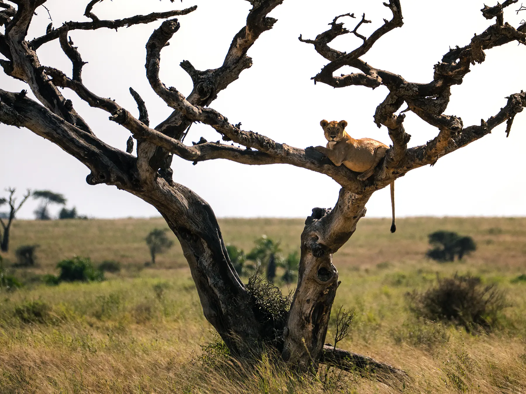 Lioness lying along the bare limb of a dead tree with tail hanging down on safari in Serengeti National Park, Tanzania