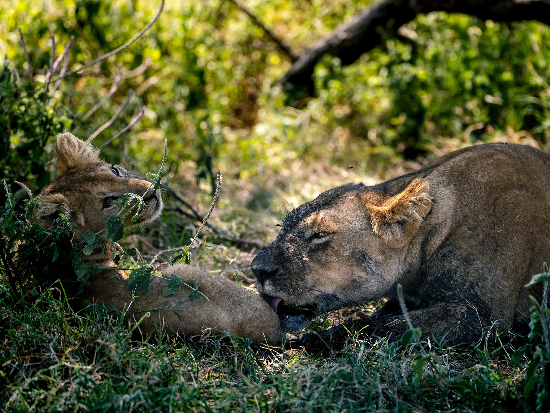 Lioness with tongue out lying in leafy shade beside a cub on safari in Serengeti National Park, Tanzania