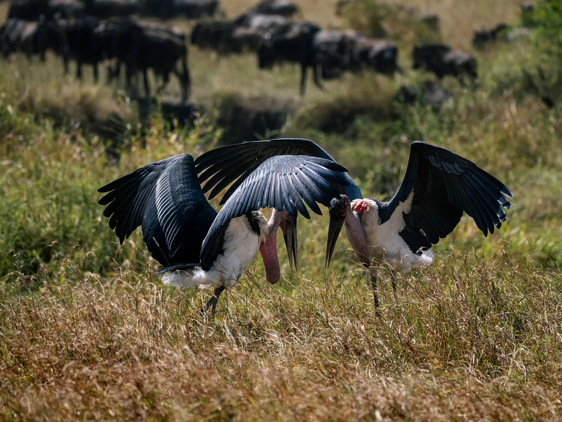 Two marabou storks with wings spread facing each other in long grass in front of the great wildebeest migration on safari in Serengeti National Park, Tanzania
