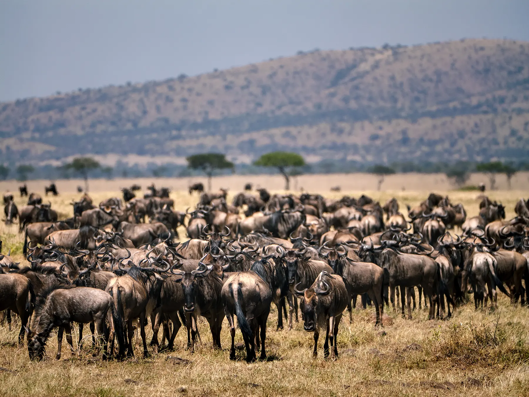 The great wildebeest migration standing on open plains below a hill on safari in Serengeti National Park, Tanzania