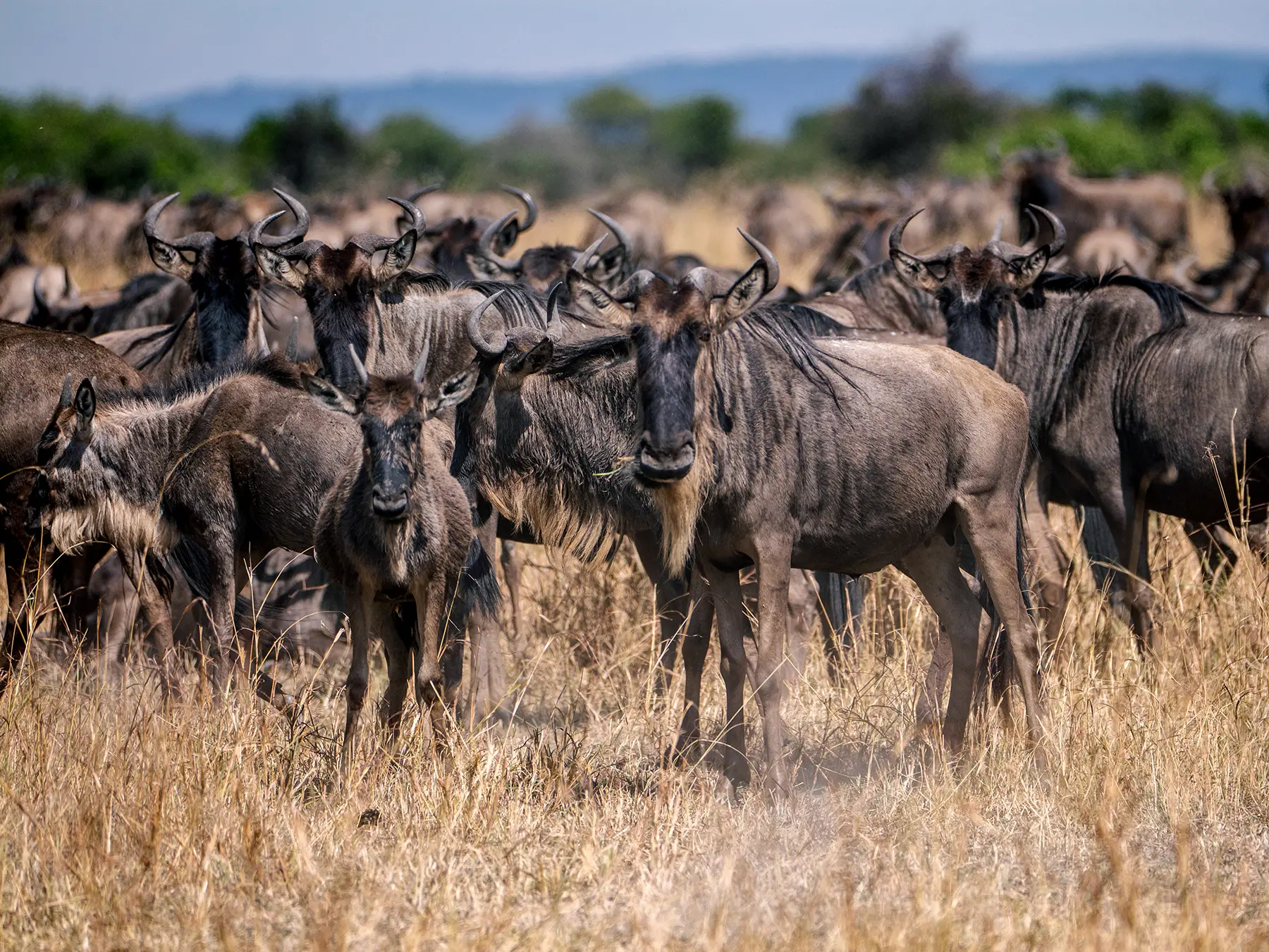 The great wildebeest migration packed shoulder to shoulder in dry golden grassland on safari in Serengeti National Park, Tanzania
