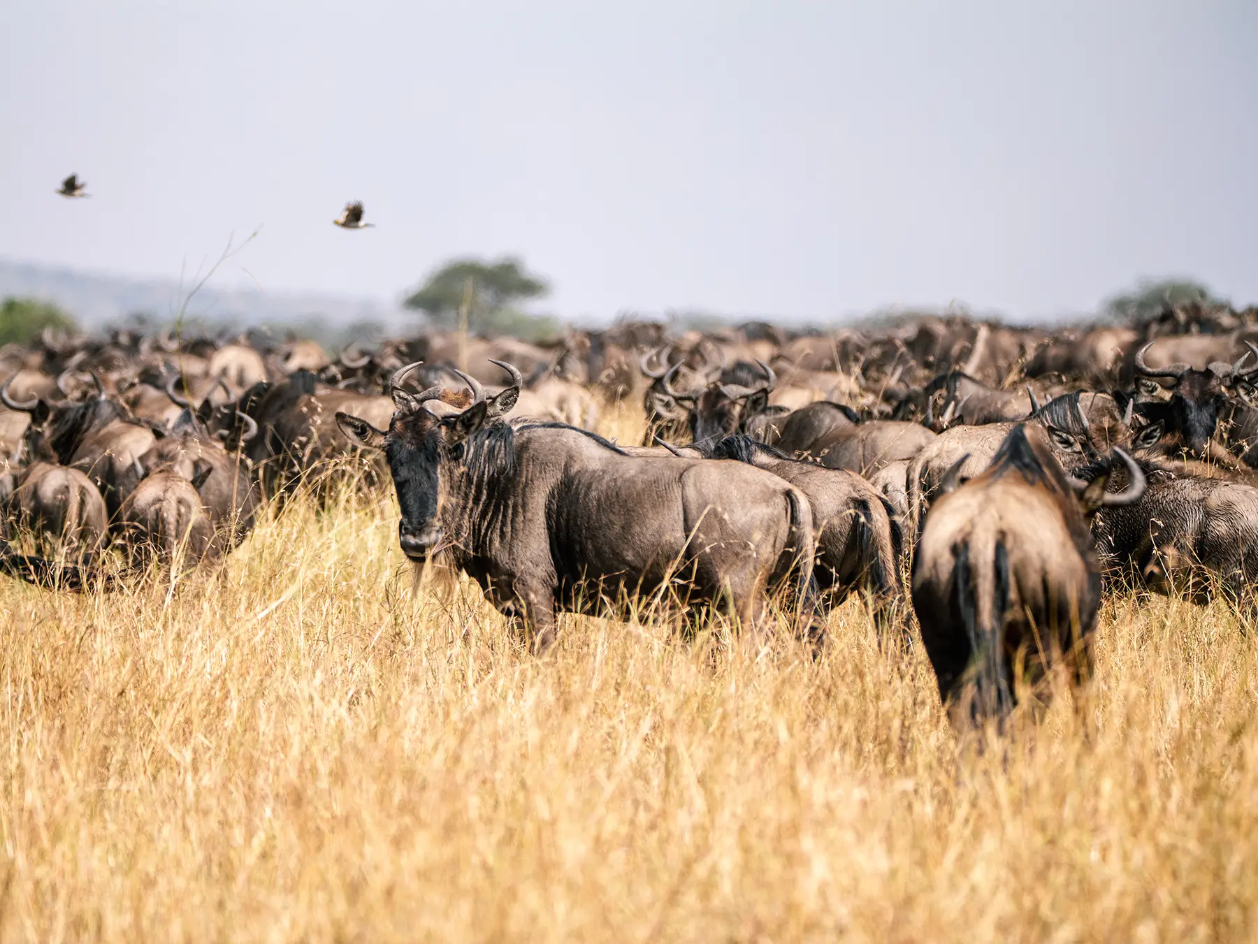 The great wildebeest migration stretching across tall golden grass beneath a hazy sky on safari in Serengeti National Park, Tanzania
