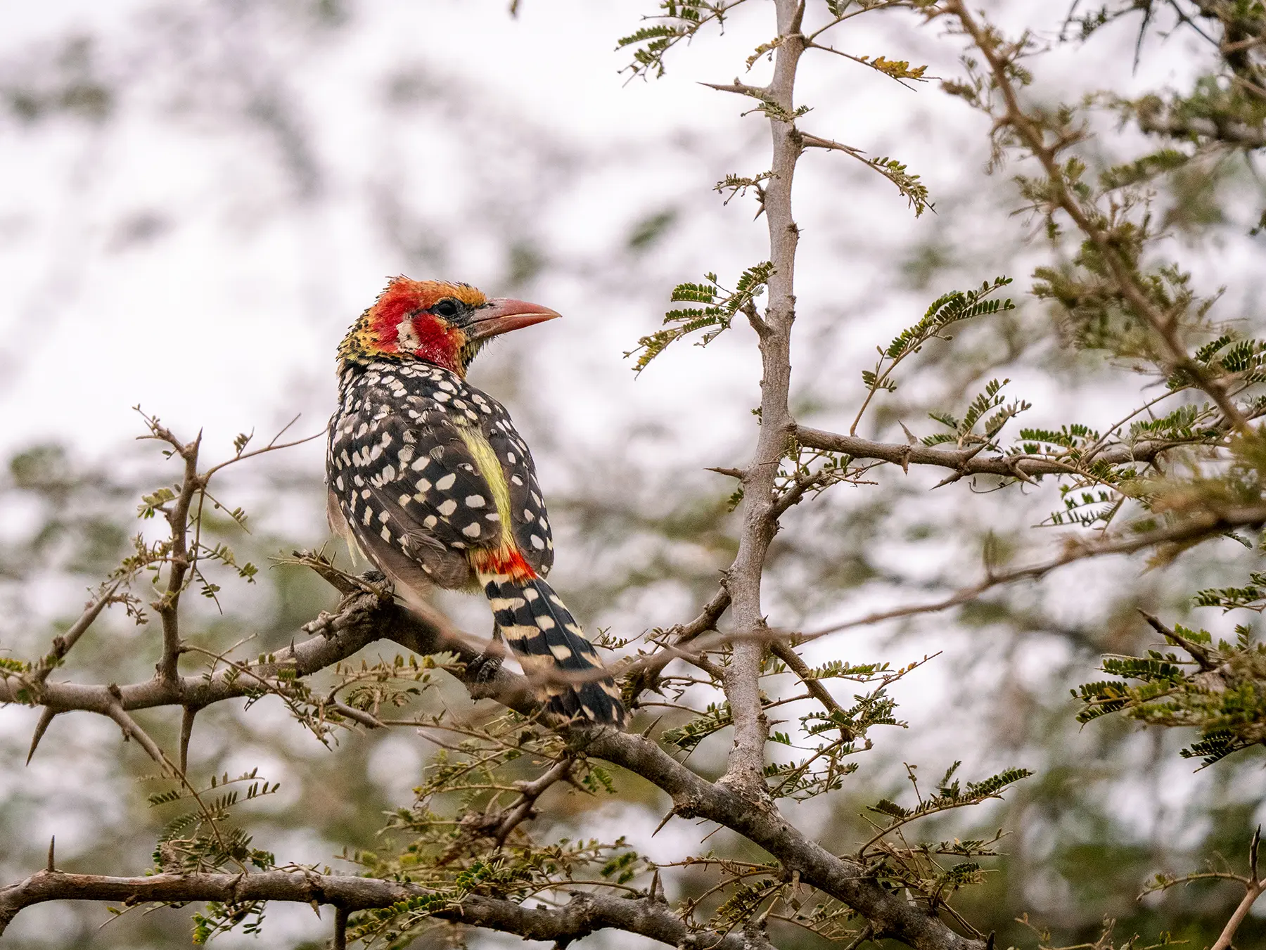 Red-and-yellow barbet perched among thorny acacia branches on safari in Tarangire National Park, Tanzania