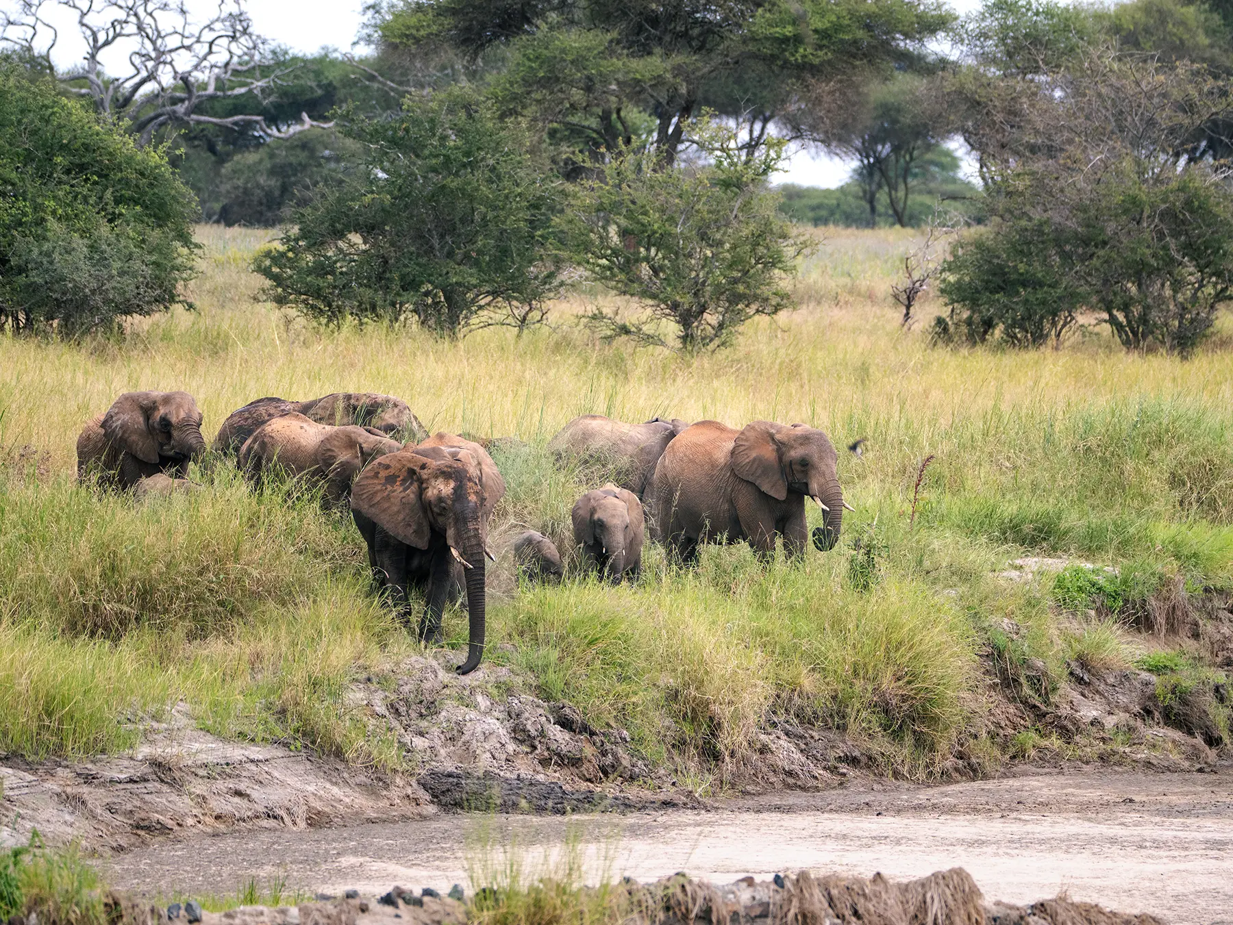 African elephant herd with calves walking through tall grass above a riverbank on safari in Tarangire National Park, Tanzania