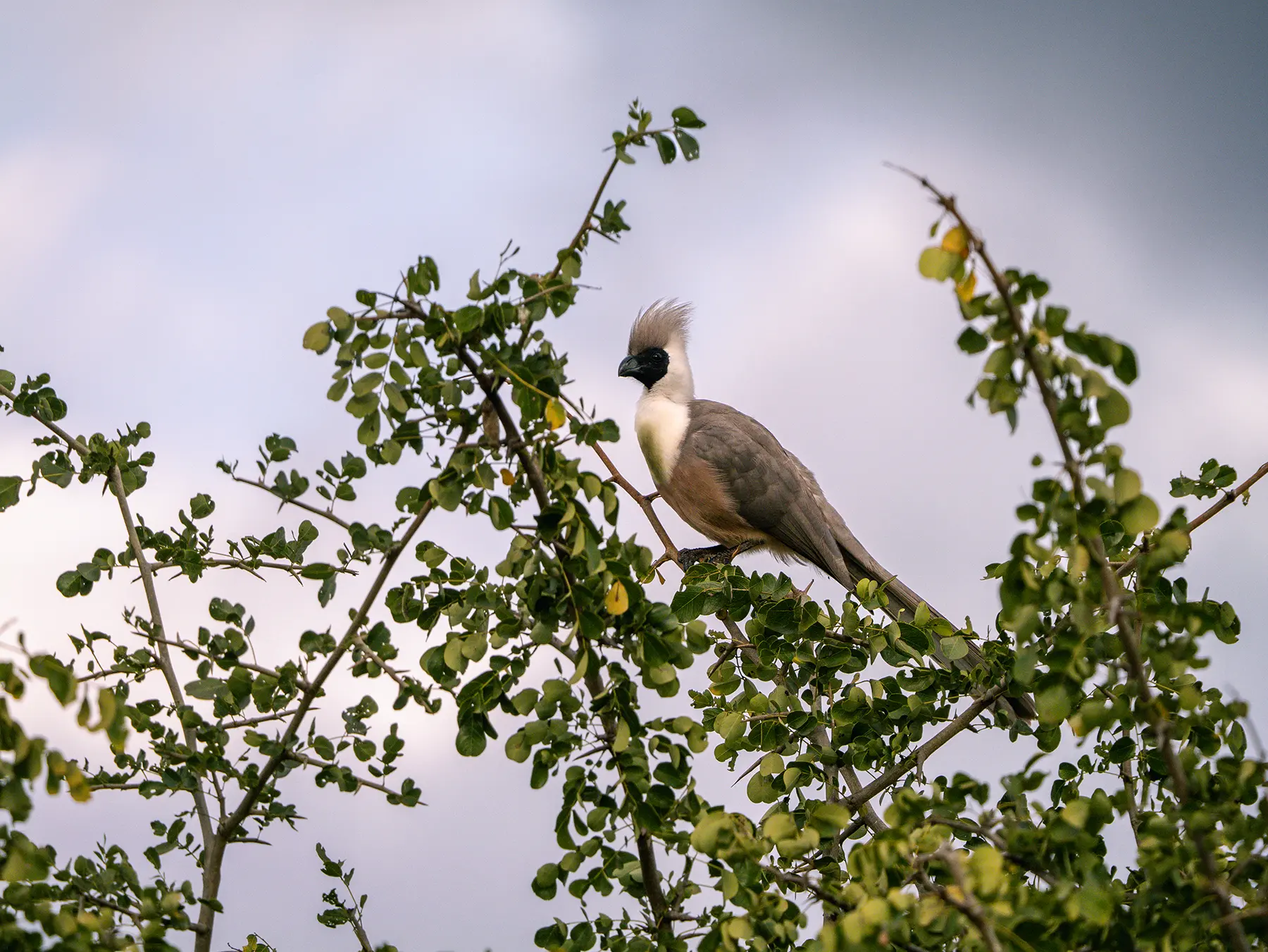 Bare-faced go-away-bird perched high among green foliage on safari in Tarangire National Park, Tanzania