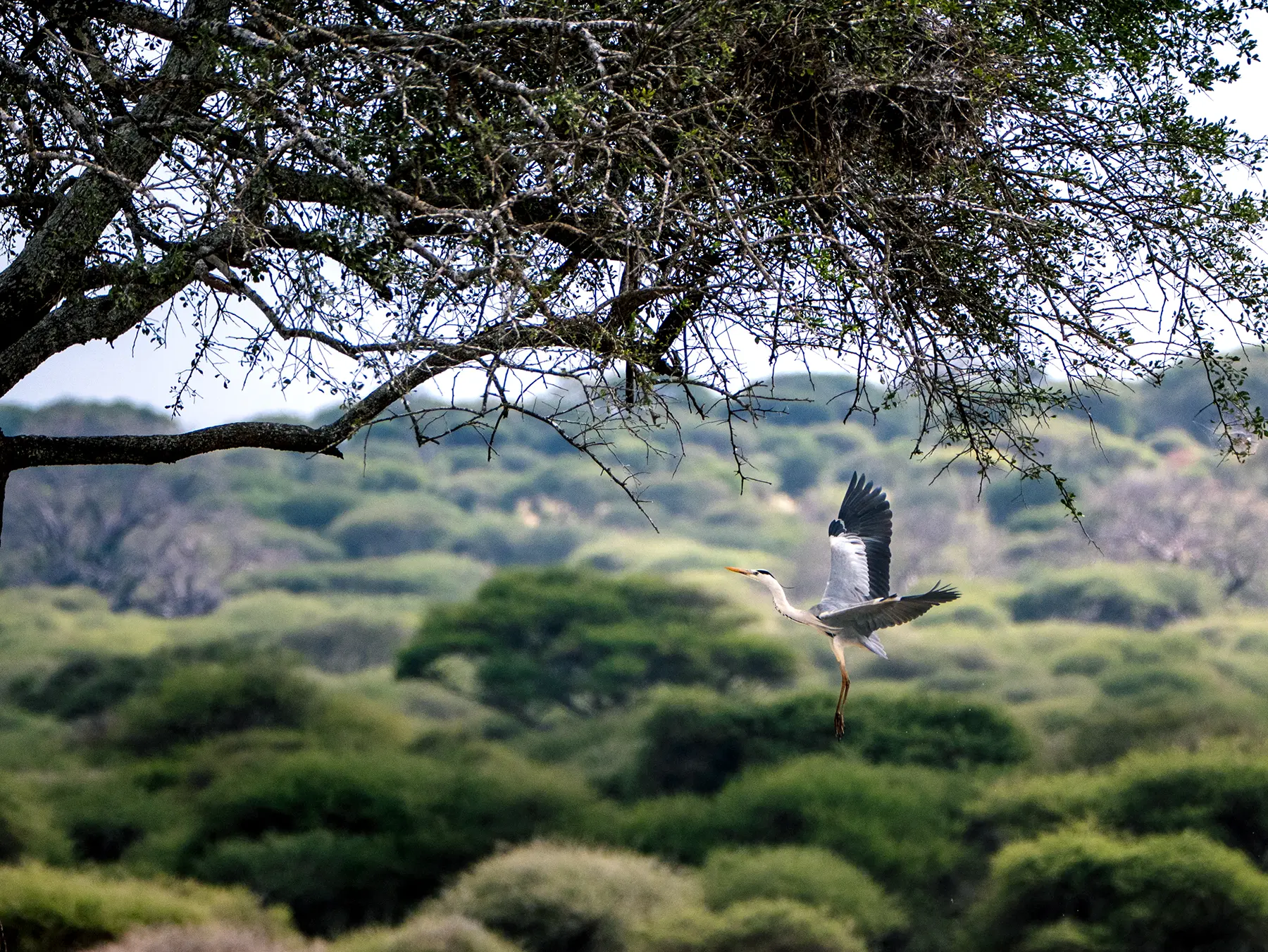 Grey heron in flight over green woodland beneath overhanging tree branches on safari in Tarangire National Park, Tanzania