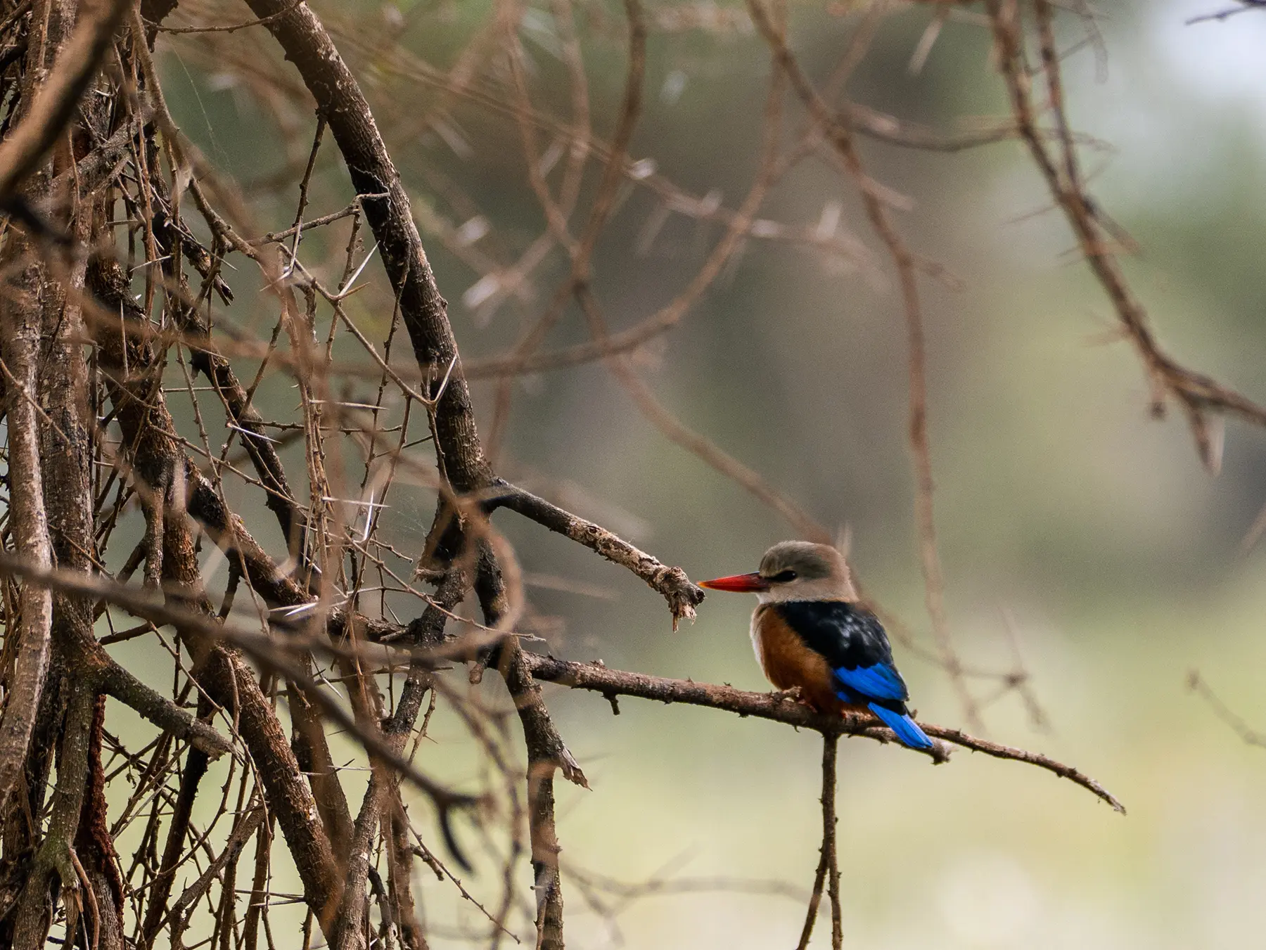 Grey-headed kingfisher perched on bare thorn branches with blue wings and chestnut belly on safari in Tarangire National Park, Tanzania