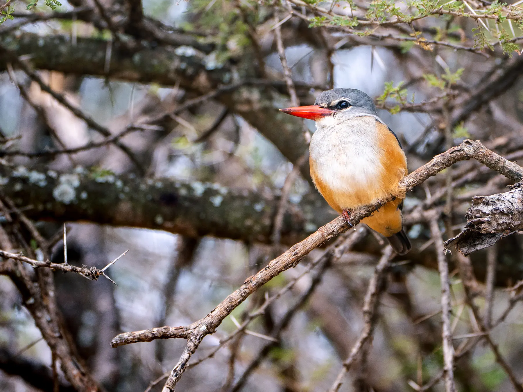 Grey-headed kingfisher facing forward with bright red bill, white throat and orange belly on safari in Tarangire National Park, Tanzania