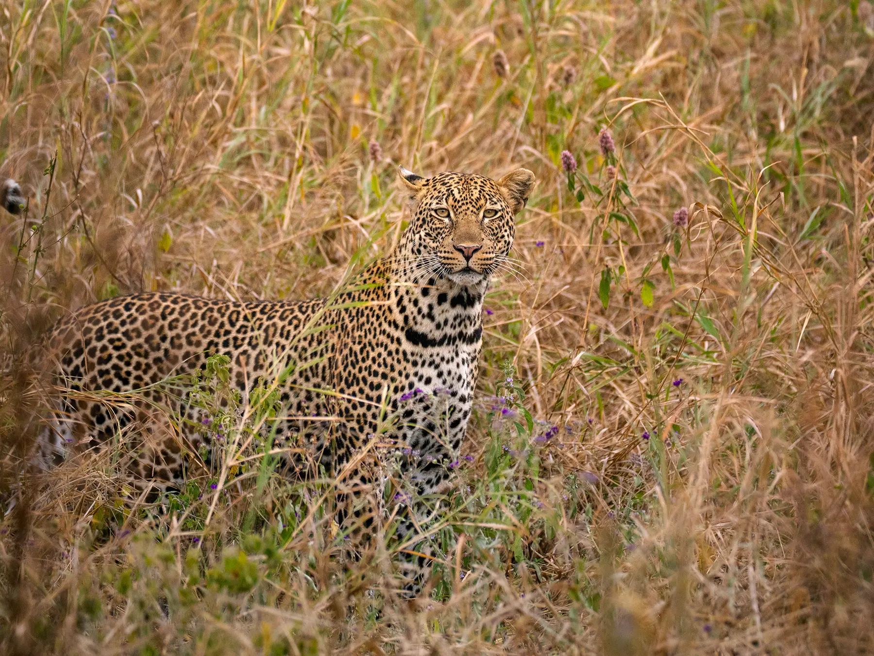 Male leopard standing in tall golden grass with purple wildflowers, head raised toward the camera on safari in Tarangire National Park, Tanzania