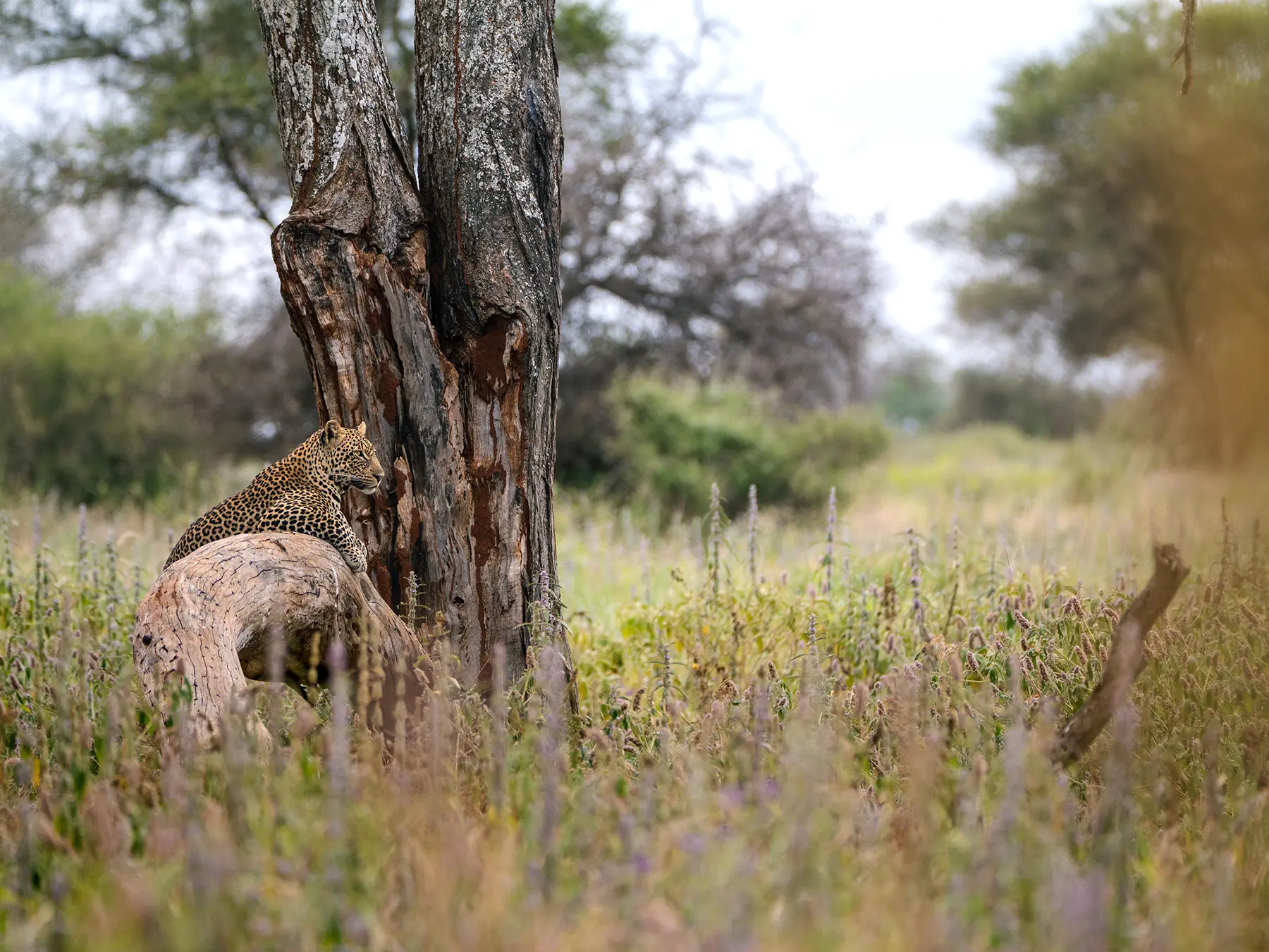 Male leopard lying on a fallen log beside a tree trunk in flowering grassland on safari in Tarangire National Park, Tanzania
