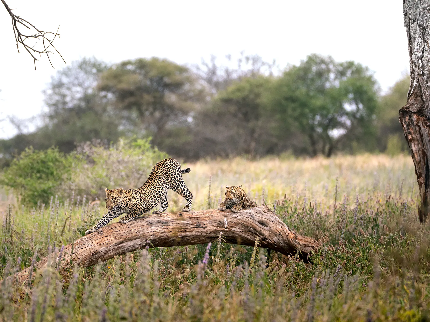 Leopard stretching on a fallen log with its mate lying nearby during courtship on safari in Tarangire National Park, Tanzania