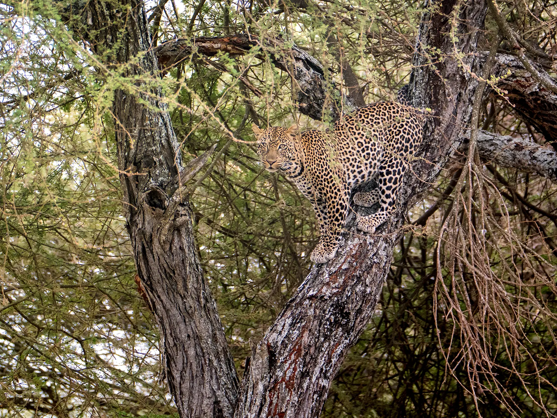 Leopard standing on a sloping acacia branch, looking directly toward the camera on safari in Tarangire National Park, Tanzania