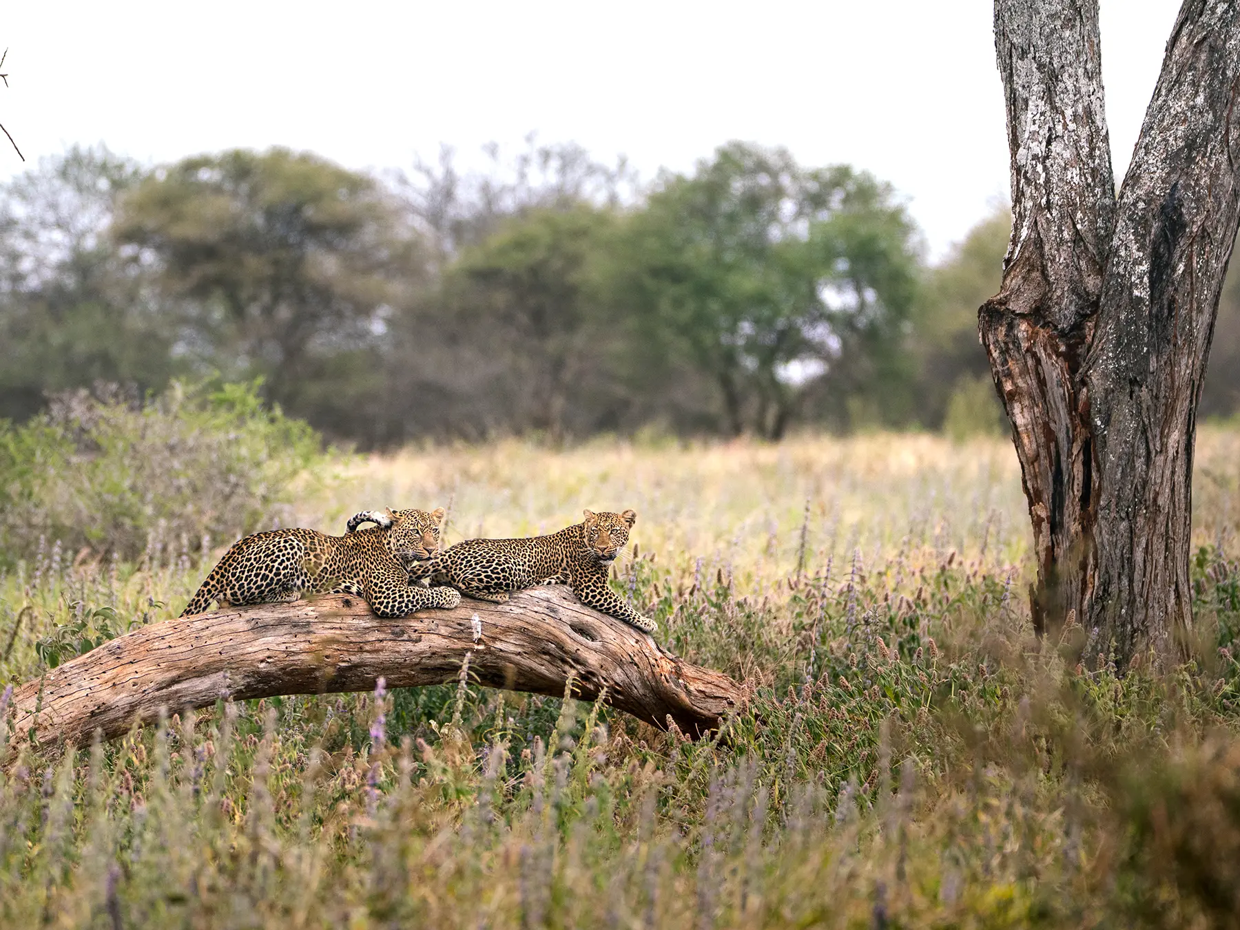 Two leopards lying along a fallen log, one with its tail curled up on safari in Tarangire National Park, Tanzania