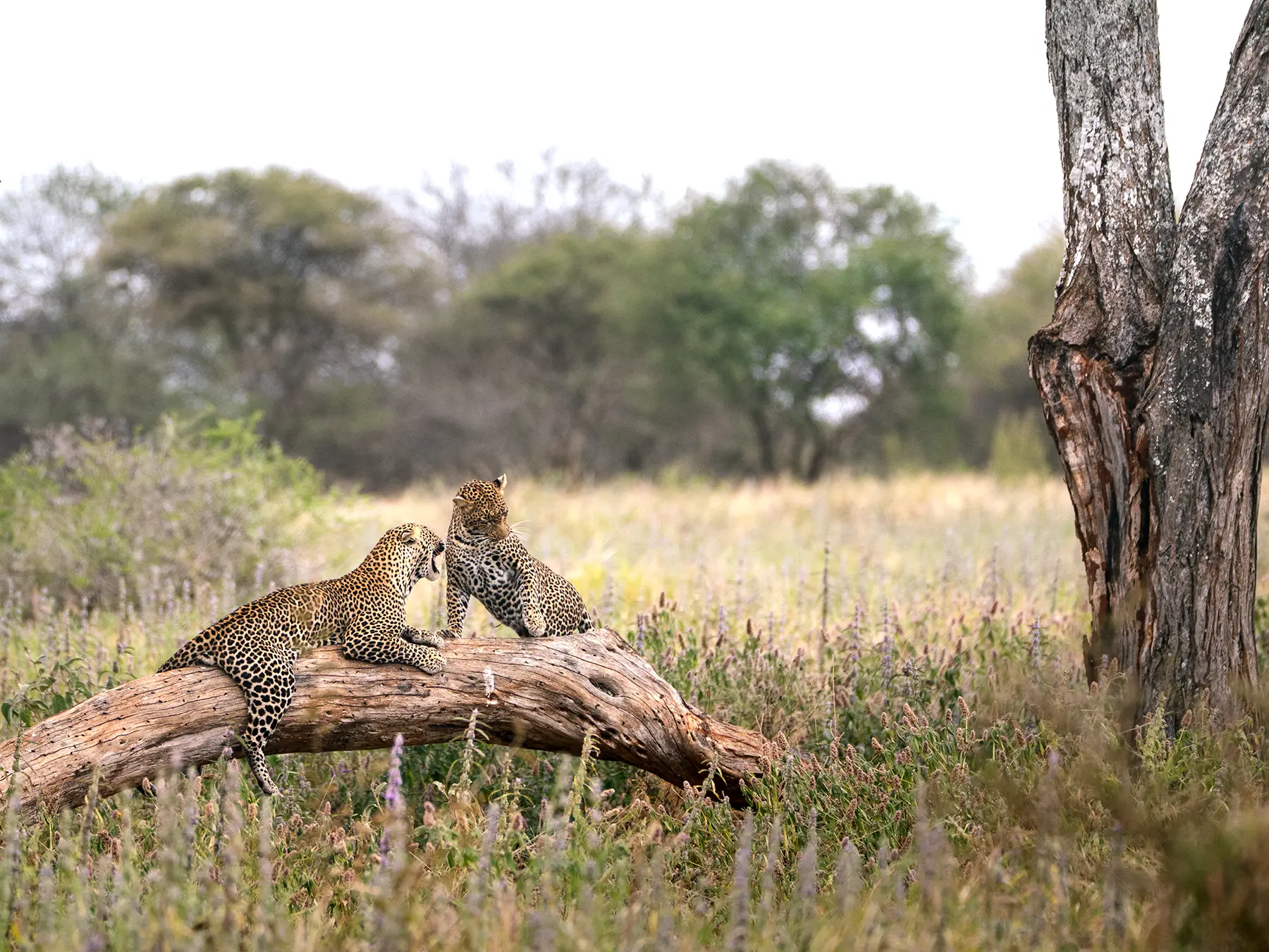 Leopard with open mouth facing its mate on a fallen log during courtship on safari in Tarangire National Park, Tanzania