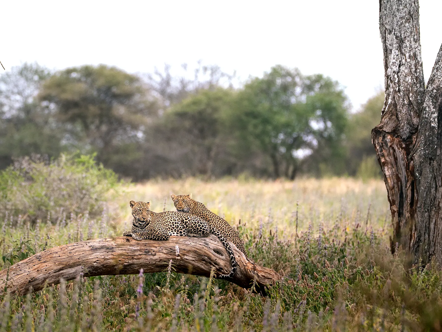 Two leopards in courtship lying on a fallen log surrounded by tall flowering grass on safari in Tarangire National Park, Tanzania
