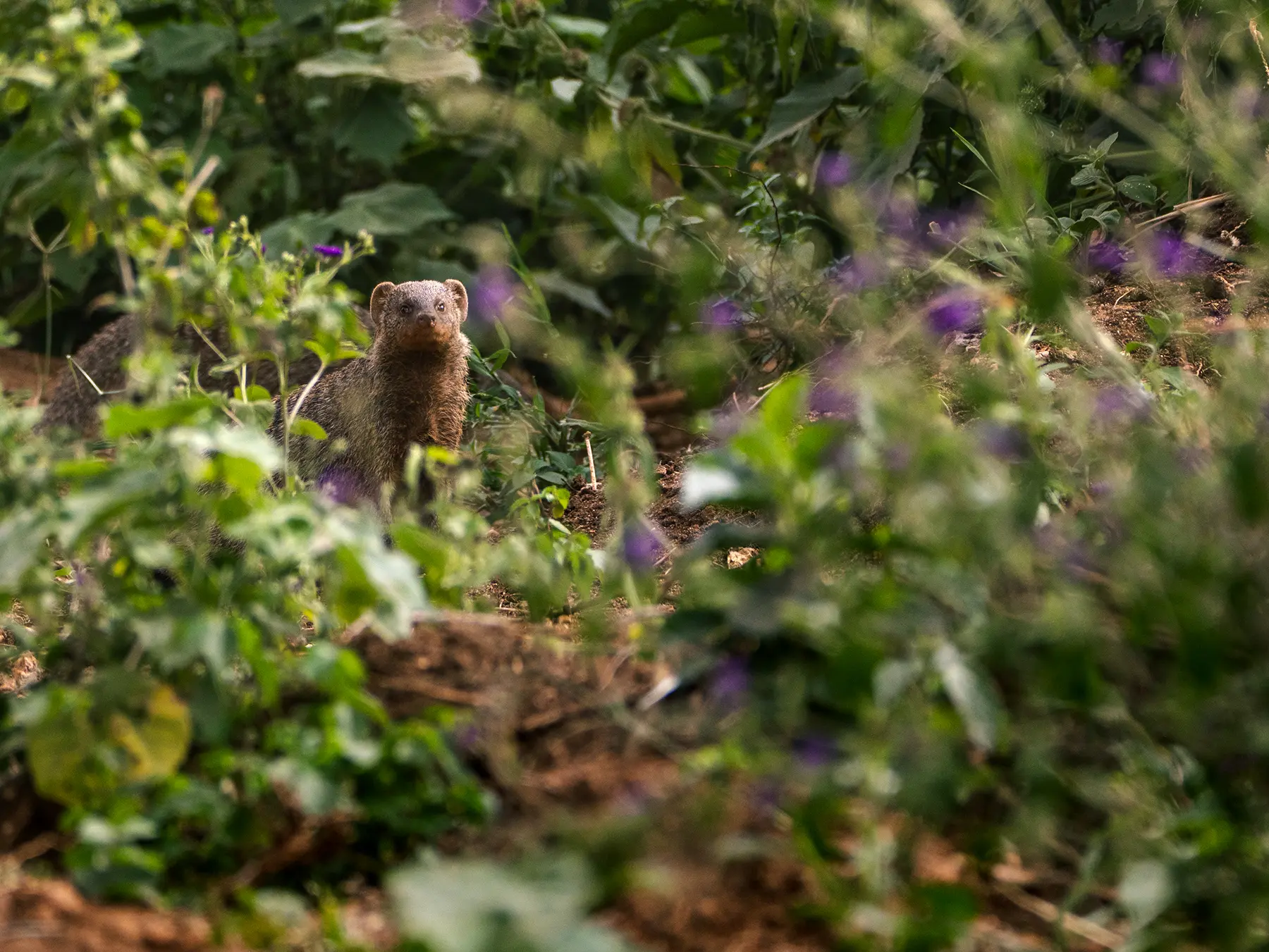 Banded mongoose in dense green undergrowth and purple wildflowers on safari in Tarangire National Park, Tanzania