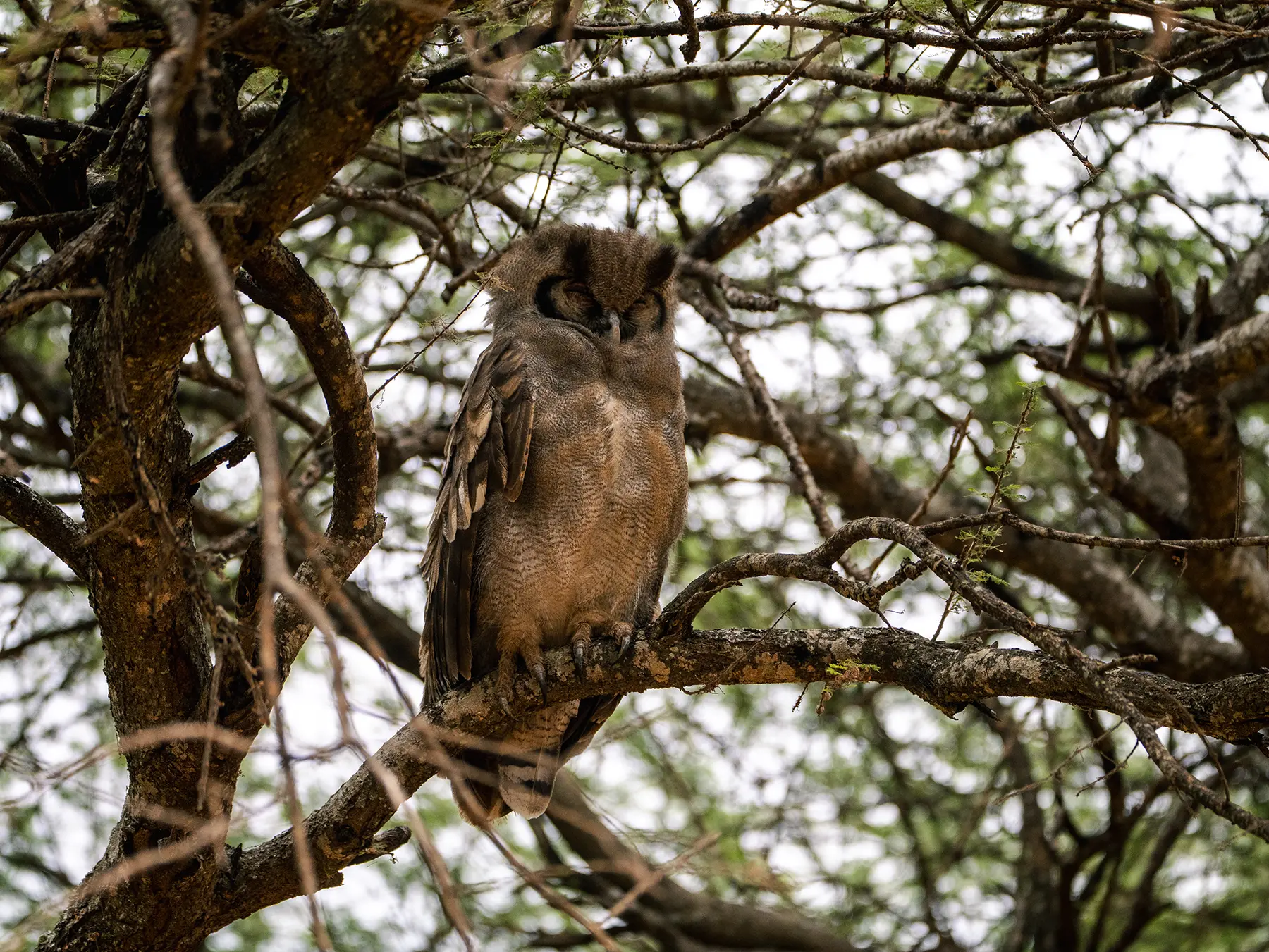 Verreaux's eagle-owl perched among the tangled branches of a thorn tree on safari in Tarangire National Park, Tanzania