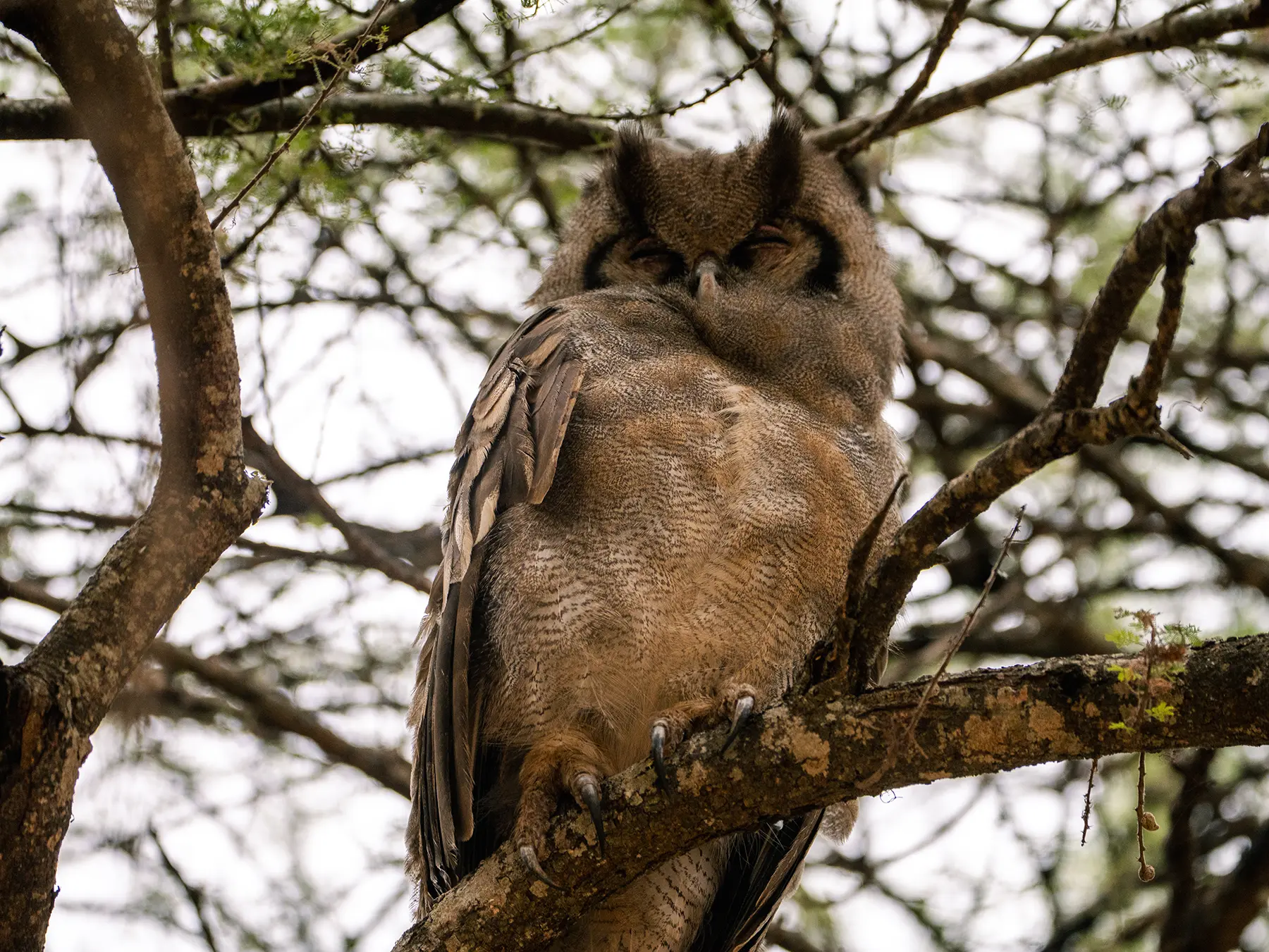 Verreaux's eagle-owl perched on a branch with eyes closed on safari in Tarangire National Park, Tanzania