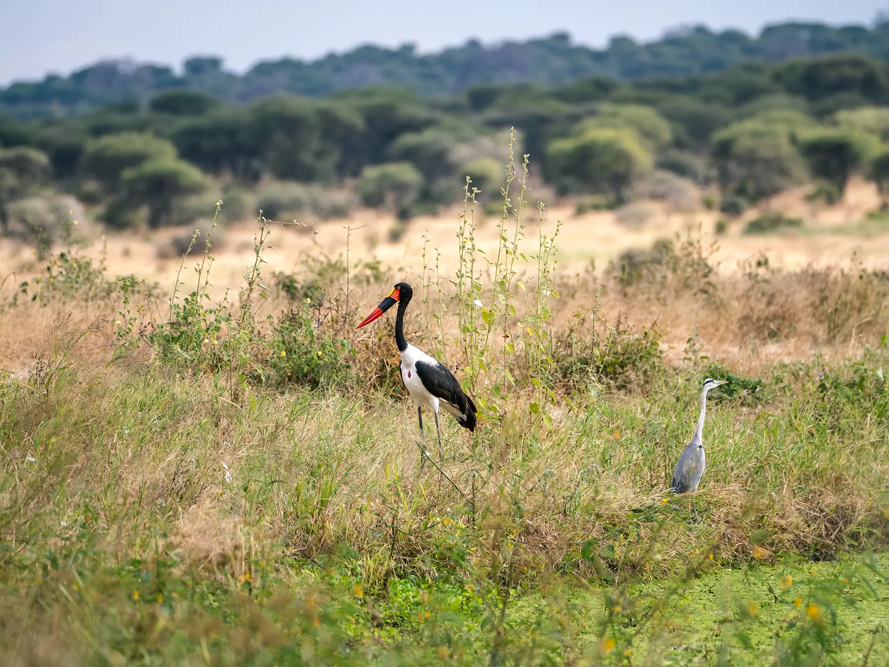 A saddle-billed stork and grey heron standing in tall dry grass beside green wetland on safari in Tarangire National Park, Tanzania