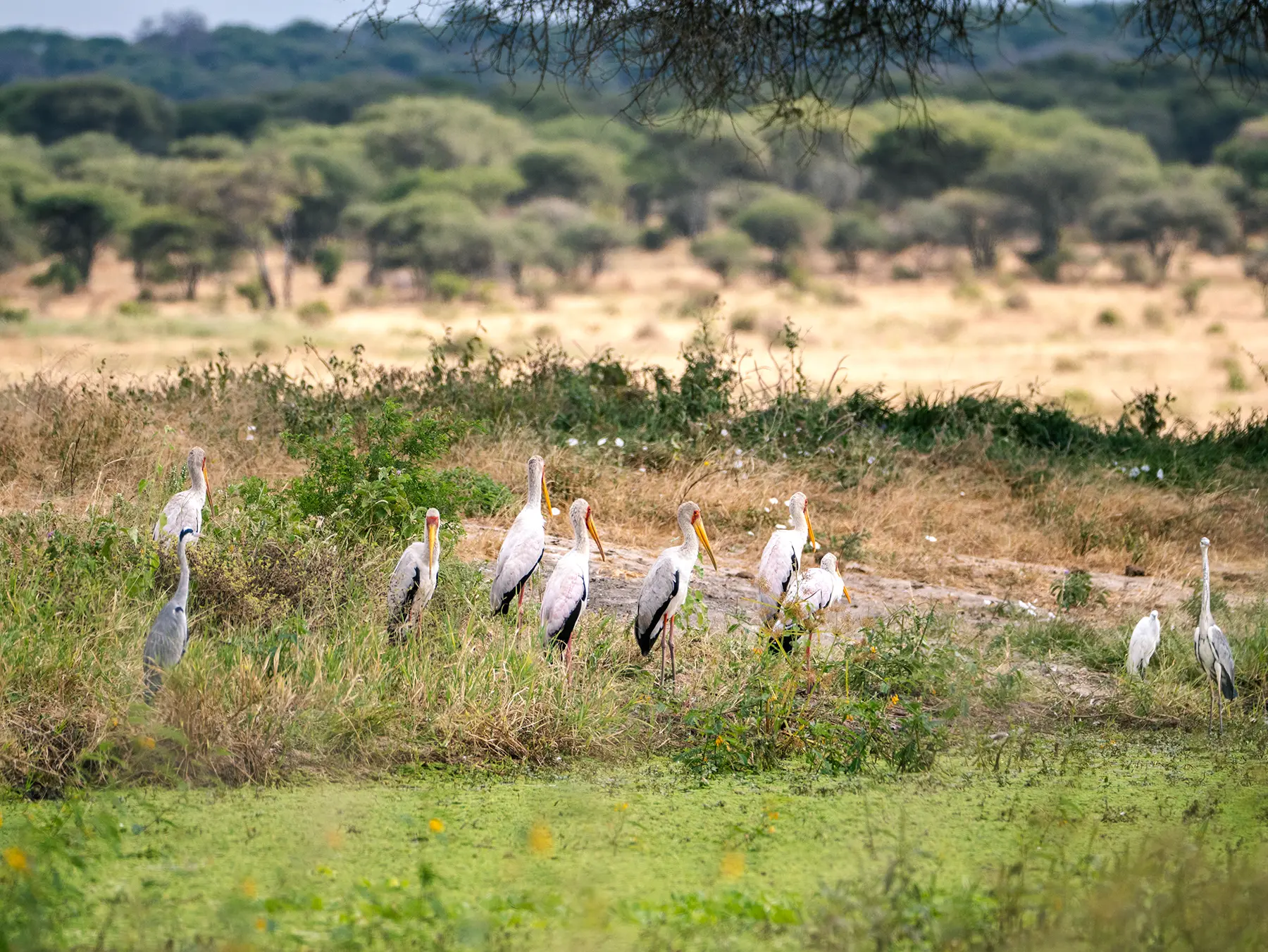 Group of yellow-billed storks gathered on a sandbank beside green marsh on safari in Tarangire National Park, Tanzania