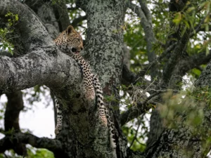 Leopard cub resting draped over a branch in a tree on safari in Okavango Delta, Botswana