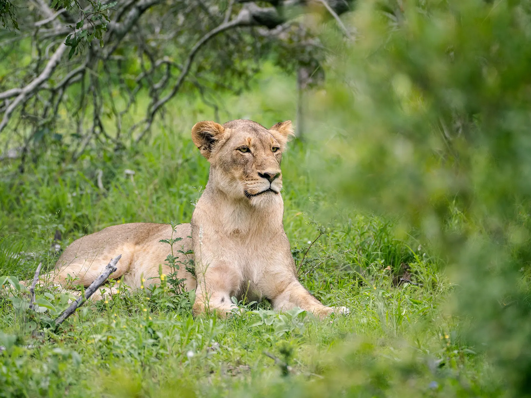 Lioness resting in lush green bush on safari in Okavango Delta, Botswana