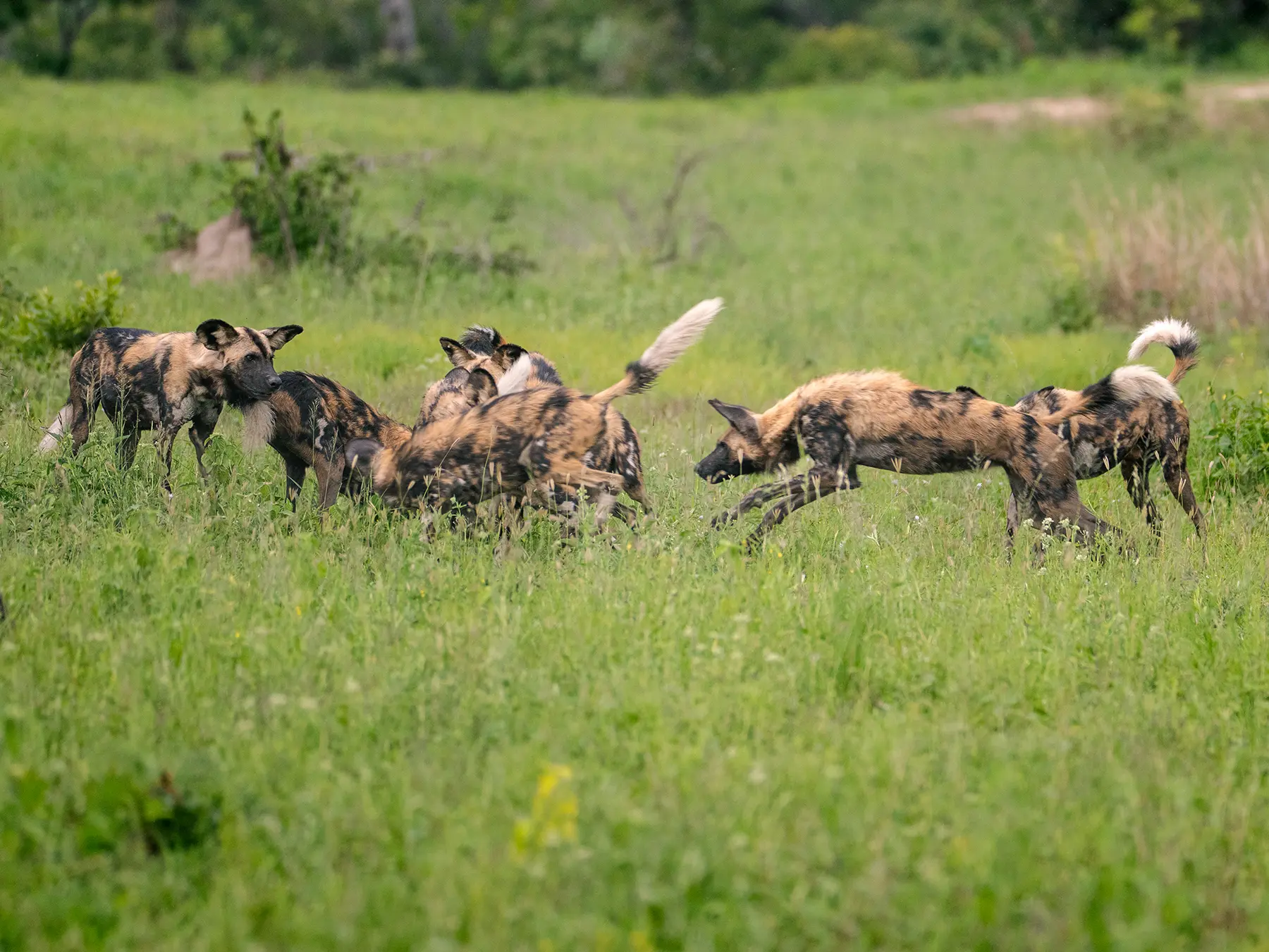 African wild dog pack greeting each other in green grassland on safari in Okavango Delta, Botswana