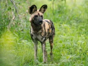African wild dog standing alert in green grass on safari in Okavango Delta, Botswana