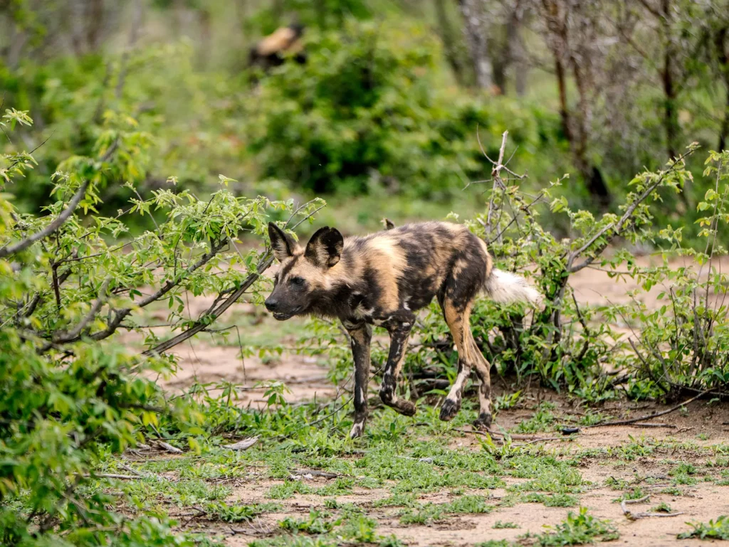 African wild dog walking along a sandy clearing on safari in Okavango Delta, Botswana