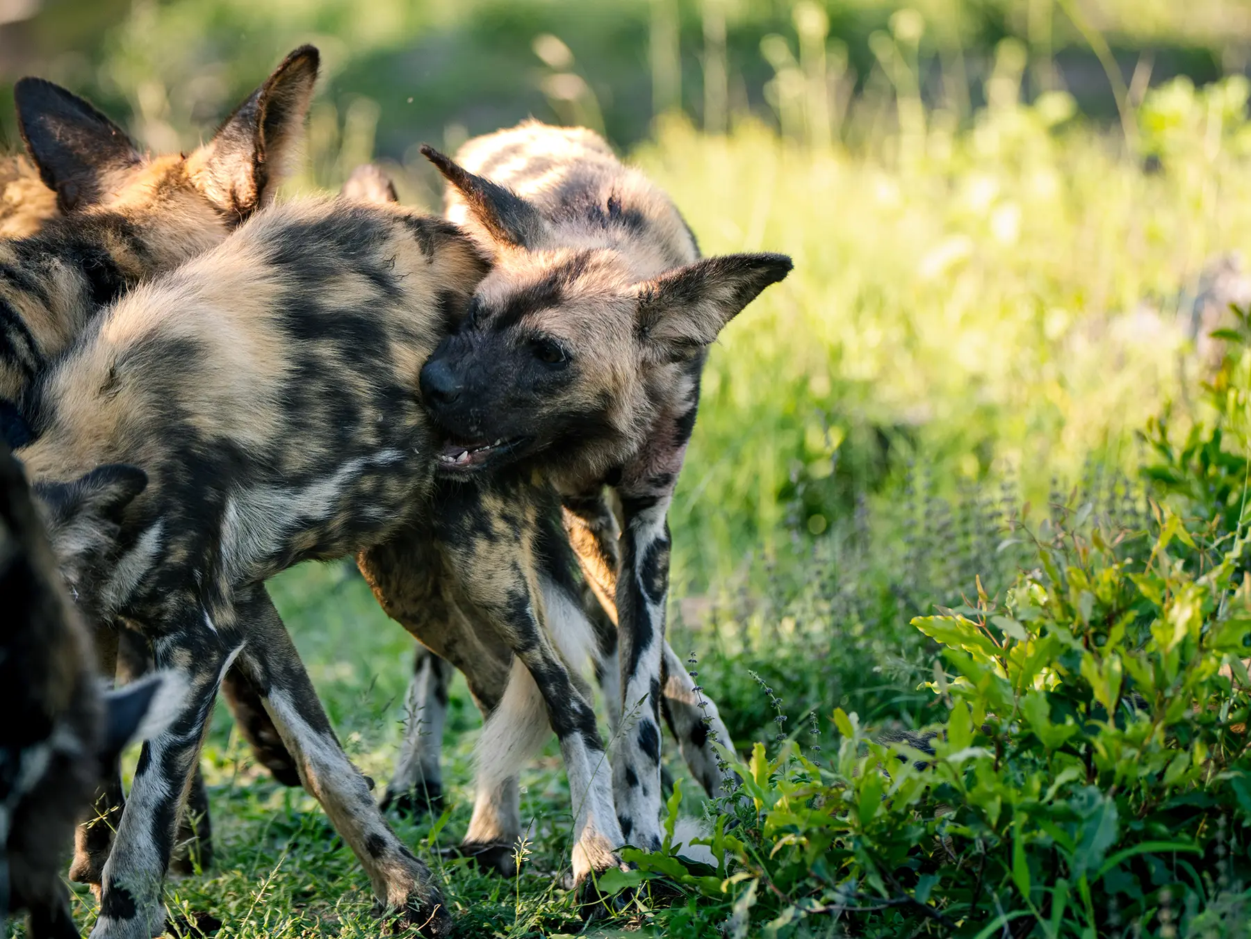 African wild dog yawning among the pack in golden light on safari in Okavango Delta, Botswana