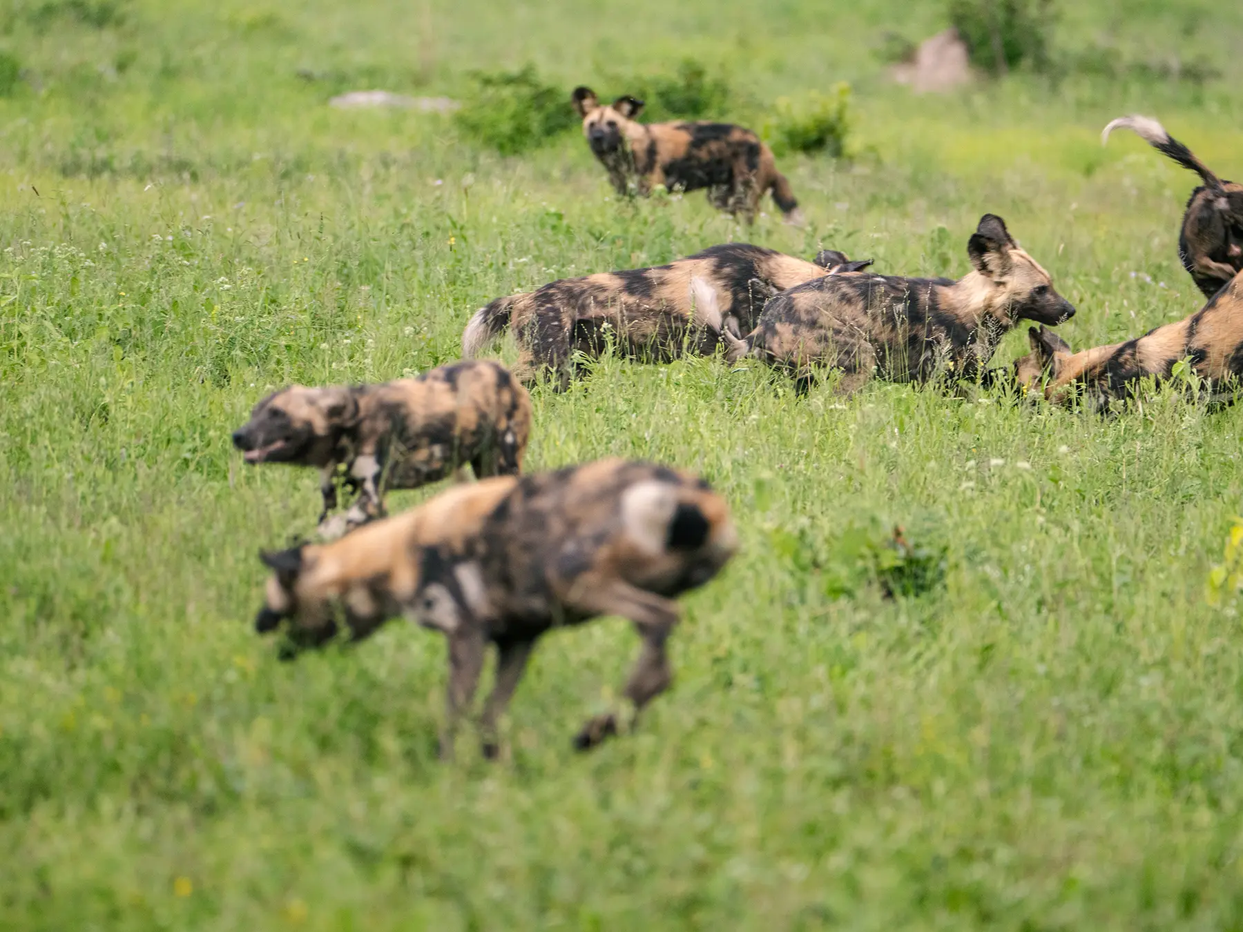 African wild dogs running through green grassland on safari in Okavango Delta, Botswana